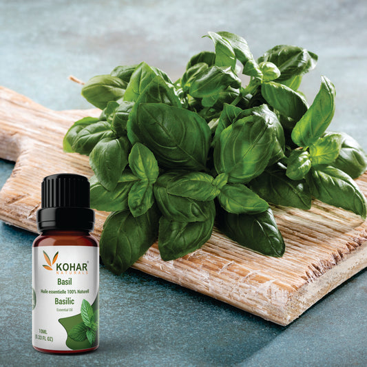Basil Essential Oil 10 ml