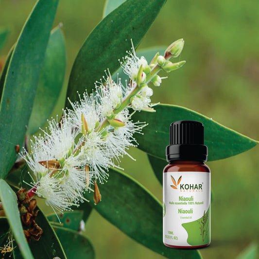 Niaouli Essential Oil 10 ml